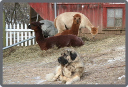 Anatolian Shepherd dog protecting alpacas