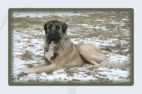 Anatolian Shepherd dog image