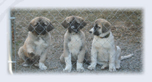 Anatolian Shepherd Puppies